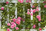 11 טיפים חיוניים ליצירת גן ורדים