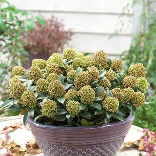 Skimmia japonica