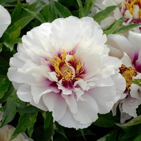 'Cora Louise' Itoh Peony, צמח 