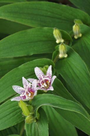 קרפדה שושן tricyrtis hirta הידועה גם בשם שושן קרפדה שעירה שם מדעי נוסף הוא tricyrtis japonica