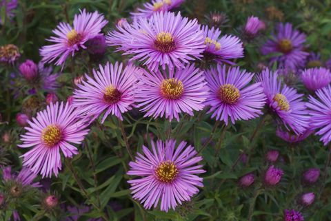 כוכבית ניו אינגלנד (Aster novae-angliae) 'קולוול גלקסי'