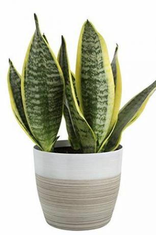 Sansevieria Laurentii