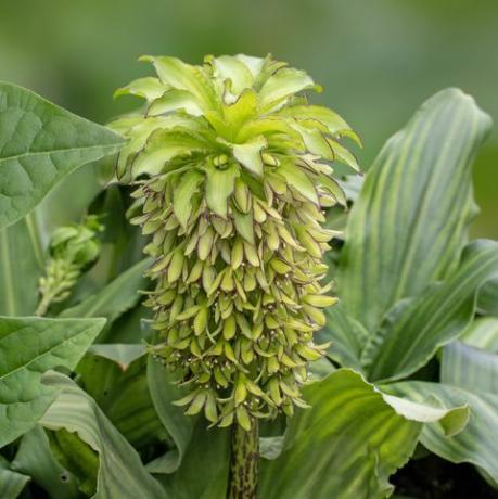 צמחים טרופיים, eucomis bicolor