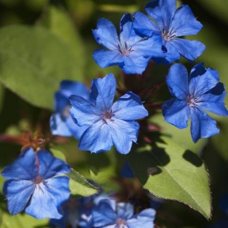 ceratostigma plumbaginoides, plumbago עמיד, צמח סתיו