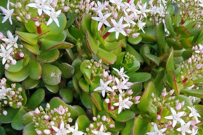 crassula ovata ovata הידוע גם כצמח ירקן, צמח מזל, צמח כסף או עץ כסף