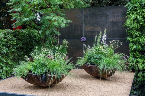 rhs chelsea flowers 2021 גני מיכל