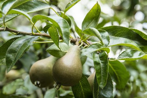 בית סומרסט עם גנים מפוארים למכירה