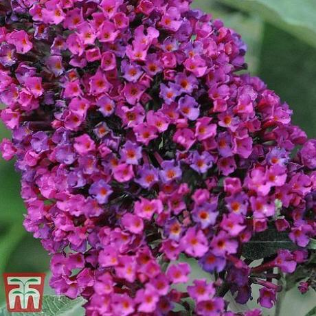 Buddleja 'Buzz Wine'