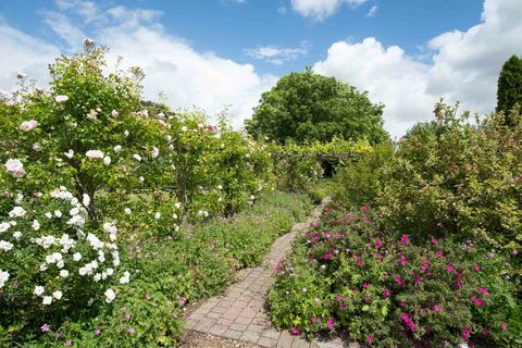 הכומר, איקהאם, קנט ROSE GARDEN - Strutt & Parker