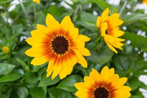 במקום השלישי צ'לסי פלנט השנה 2018. Helianthus annuus SUNBELIEVABLE BROWN EYED Girl ('Sunbeliv01')