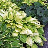 מיקס חיתוך פגוש Hosta