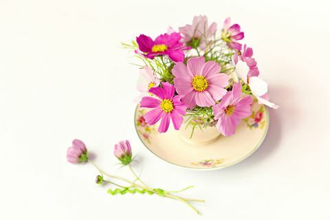 פרחים ורודים למדי בכוס תה