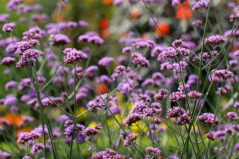 צמח גן verbena bonariensis, אידיאלי למכולות