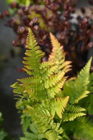 סתיו שרך שם לטיני dryopteris erythrosora