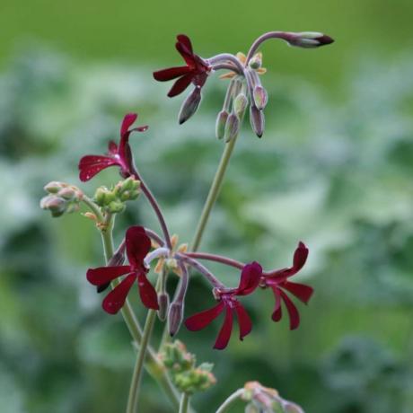 Pelargonium sidoides