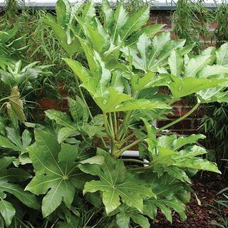 Fatsia japonica - ארליה היפנית