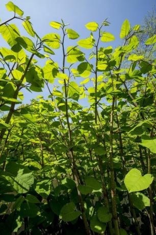 זרעי קשרים יפניים, Fallopia japonica