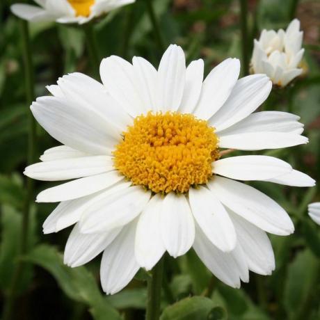 Leucanthemum × superbum 'כובע שלג'