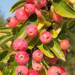 תפוח סרטן 'אדירונדאק'