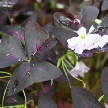 צמח Oxalis regnellii atropurpureum עם עלווה סגולה ופרחים לבנים