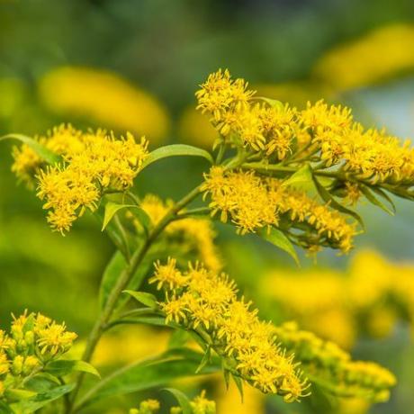 solidago canadensis קנדי ​​צמח מרפא פרחי קיץ צהוב זהב