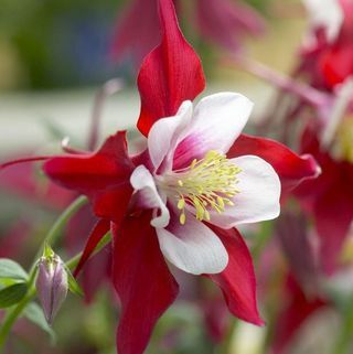 Aquilegia Red & White - מצנפת של סבתא, כוכב אדום קולומבינה