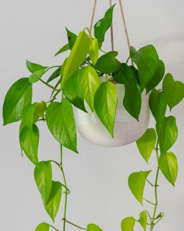 צמחים נגררים שדים קיסוס pothos זהוב גפן צמח מקורה בעציץ תלוי