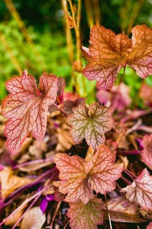 מקרוב, תצוגה, של, קרנבל, אבטיח, heuchera, ב, תחילת, סתיו, גן רב שנתי