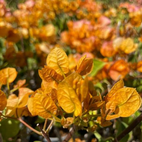 גוון צהוב Bougainvillea Vine