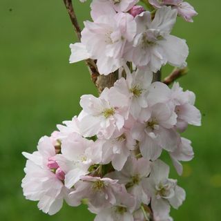 Prunus 'Amanogawa' דובדבן פורח יפני