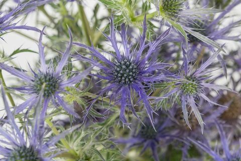 Eryngium 'Blue Waves' - מופע הפרחים של צ'לסי - צמח השנה השניה 2018