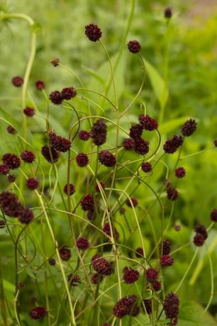 rhs garden for a green green בעיצובו של ג'יימי בוטוורת 'המפטון קורט פאלאס גן פסטיבל 2021