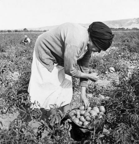 חקלאות בעידן הדיכאון הגדול