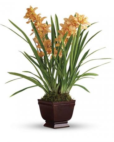 סחלב cymbidium כתום