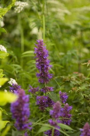 rhs garden for a green green בעיצובו של ג'יימי בוטוורת 'המפטון קורט פאלאס גן פסטיבל 2021