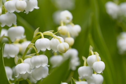 שושנת העמק (Convallaria majalis)