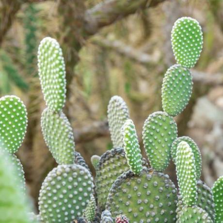 opuntia microdasys albida cactus בגן קקטוסים, הנקרא גם כנפי מלאך, קקטוס אוזני ארנב, קקטוס ארנבות או קקטוס מנוקד.