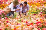 למה כדאי לבקר בשדות הפרחים בחוות קרלסבאד
