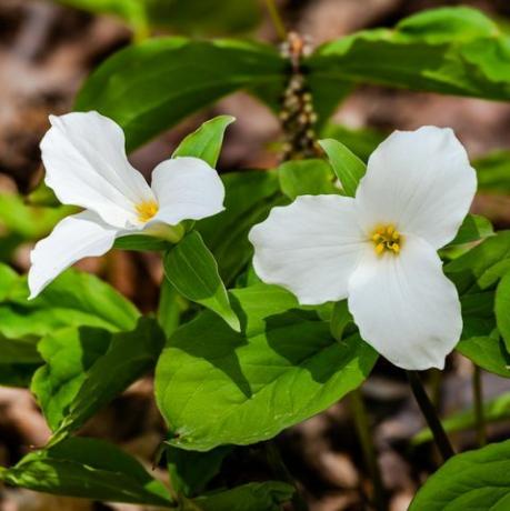 צמחים טרופיים, trillium grandiflorum