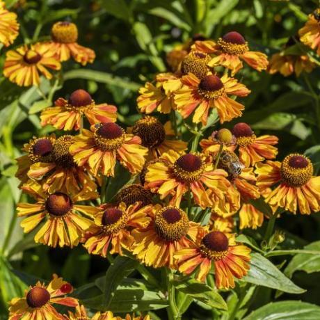 helenium Autumnale 'תערובת מערבית'