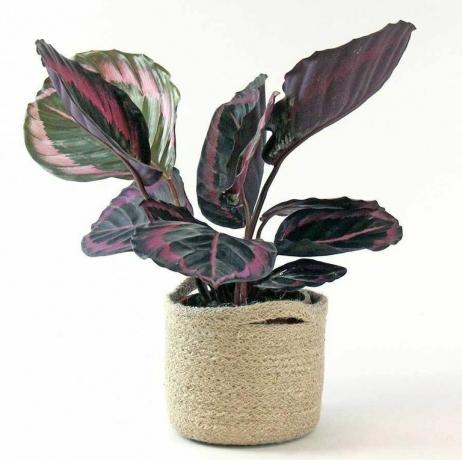 calathea roseopicta 'dottie'