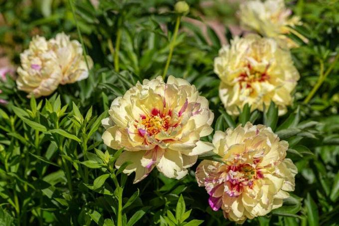 paeonia itoh הכלאיים 