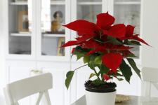 טיפוח פוינסטיה: כל מה שצריך לדעת על פרח חג המולד