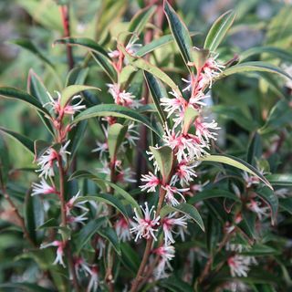 Sarcococca hookeriana var. digyna 'גזע סגול'