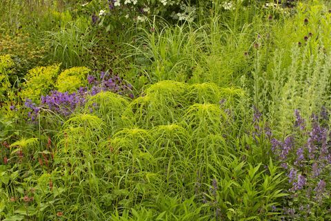 rhs garden for a green green בעיצובו של ג'יימי בוטוורת 'המפטון קורט פאלאס גן פסטיבל 2021