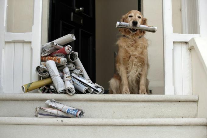 כלב גולדן רטריבר יושב ליד דלת הכניסה מחזיק עיתון
