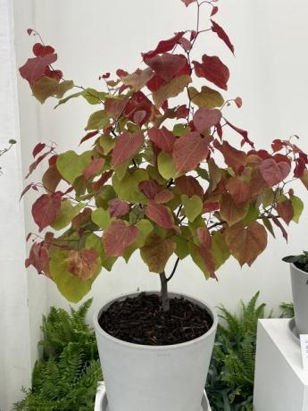 צמח השנה של מופע פרחי צ'לסי לשנת 2021 הוא cercis canadensis 'להבה נצחית'