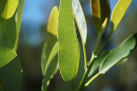 צילום מקרוב על עלי ההנעה בצבע ירוק בהיר