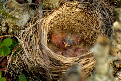 Nest of the Redwing - Turdus iliacus, ציפור במשפחת הקיכליזים, Turdidae, יליד אירופה ואסיה, מעט קטנה יותר מהקונסולת השירה הקשורה