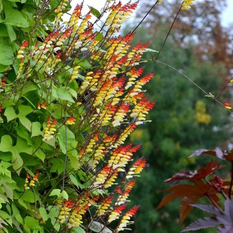 Ipomoea lobata, דגל ספרד